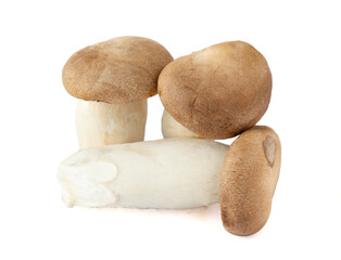 King Oyster mushroom on white background.