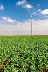 Champ de colza en automne avec parc éolien en arrière-plan