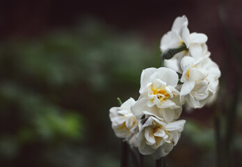 Narcissus Bridal Crown on a green blurred background. White narcissus close-up. Natural background narcissus flower copy space.