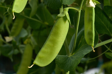 Peas