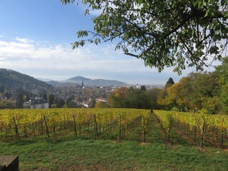 Fototapeta na wymiar Blick auf Freiburg im Schwarzwald von der Eichhalde aus mit Freiburger Münster im Hintergrund