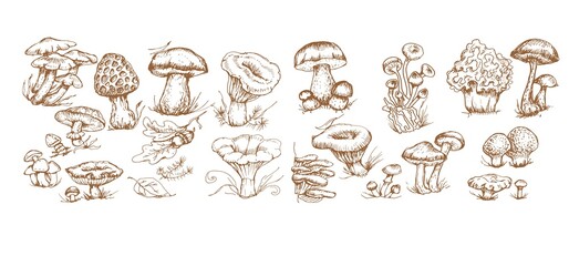 mushrooms vector graphics hand drawn. Print textile illustration background set coloring engraving vintage retro collection forest nature food