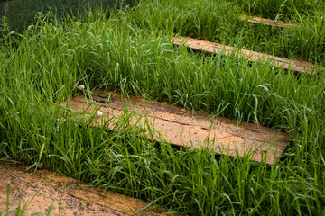 Wooden plank with grape snail farm for restaurants