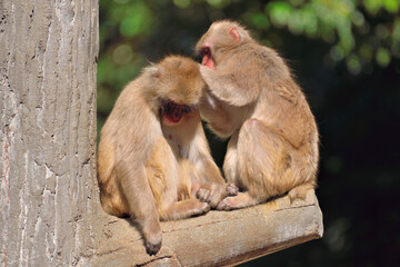 福岡市動物園「ニホンザル」