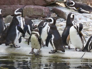 Pinguine im Karlsruhe Zoll