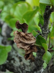 Old Leaf of Green Plant