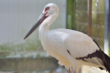 福岡市動物園「ニホンコウノトリ」