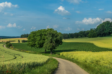 Ackerbau in h&uuml;gelliger Landschaft