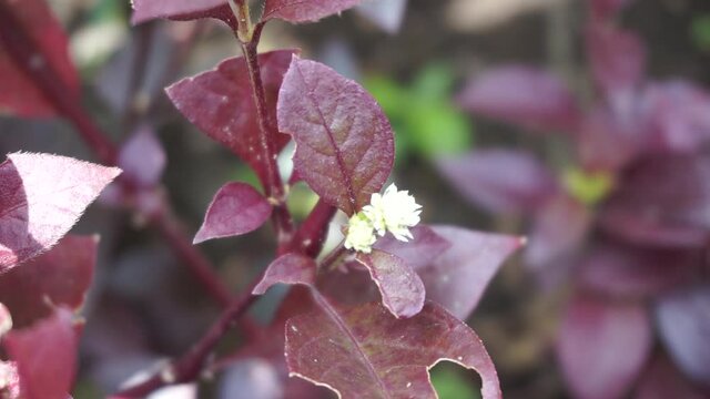 Red Aerva Sanguinolenta flower with a natural background