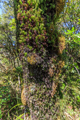 Native flora with lush foliage growing on the whakapapa national park, New Zealand