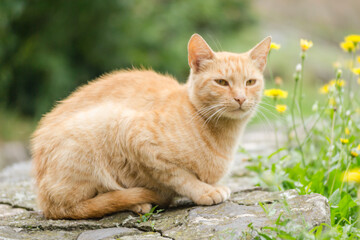 Fototapeta na wymiar A yellow cat lies on a brick rampart.