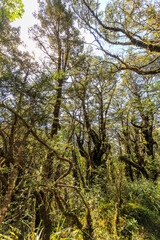 Native flora with lush foliage growing on the whakapapa national park, New Zealand