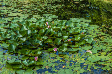 Seerose kurz vor dem Aufblühen