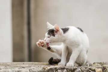 Portrait of a black and white cat in its natural environment