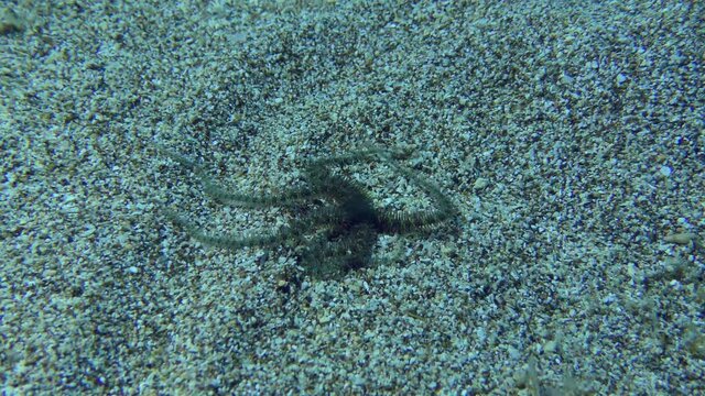 Common brittle star (Ophiothrix fragilis) crawls along the sandy bottom in shallow water. 