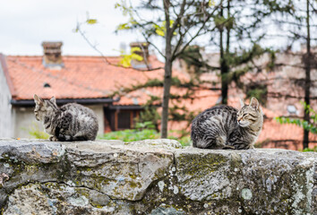 Two gray cats on a brick rampart.