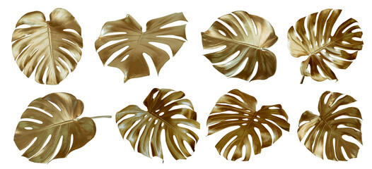 Tropical leaves in gold color on white space background.Abstract monstera leaf decoration...