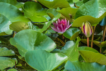 Seerose kurz vor dem Aufbl&uuml;hen