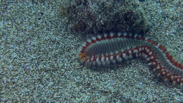 Bearded fireworm or Bearded fire worm (Hermodice carunculata) is slowly crawling along the sandy bottom, close-up.