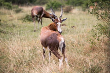 Blesbok or Blesbuck (Damaliscus pygargus phillipsi) antelope standing in the grassland looking back at the camera