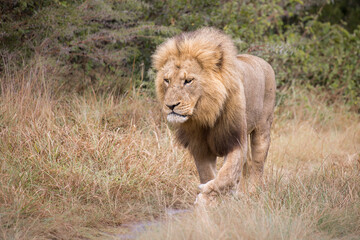 Naklejka na ściany i meble Old male lion walking towards the camera in the tall grass