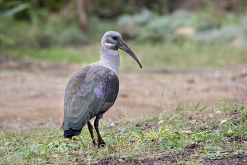 A Hadeda ibis (Bostrychia hagedash) bird standing on the ground foraging