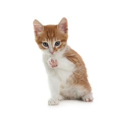 Cute little kitten sitting on white background
