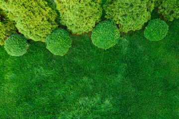 green lawn of lawn grass and boxwood and thuja