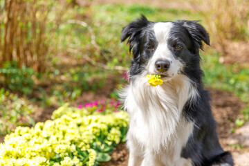 Outdoor portrait of cute puppy border collie sitting on garden background holding yellow flowers in mouth. Little dog with funny face in summer day outdoors. Pet care and funny animals life concept.