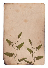 Old paper texture with dry plant leaves