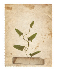 Old canvas texture with dry plant leaves