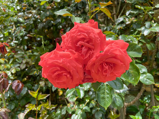 Roses rouges du jardin de Bagatelle à Paris