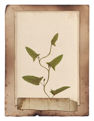 Old paper texture with dry plant leaves