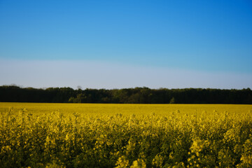blooming rapeseed field