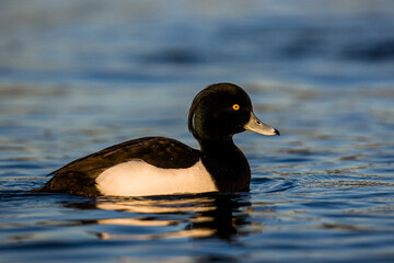 Tufted duck swimming on a pond in London, UK