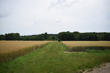 Un champ séparé par un chemin d'herbe avec une forêt en arrière plan