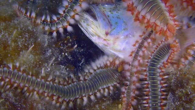 Undersea life: Many Bearded fireworms (Hermodice carunculata) have gathered on the body of the dead fish, close-up.