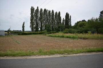 champ avec des peupliers en fond d'écran