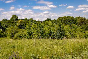 Summer landscape on the world's best black soil. The village of Zemlyansk. Voronezh. Healing herbs...