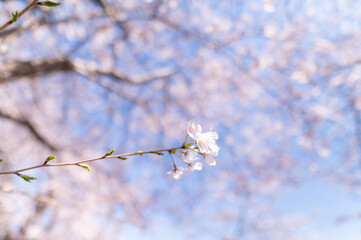 桜