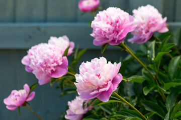 Paeonia lactiflora Sarah Bernhardt Peony flowers in spring garden