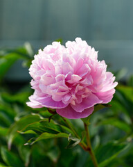 Paeonia lactiflora Sarah Bernhardt Peony flowers in spring garden