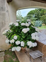 flowers in a garden