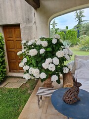 flowers in a garden