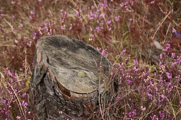 meadow flowers around the log
