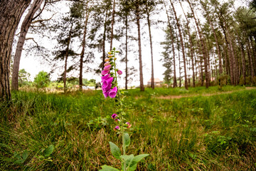 Close and selective focus of a lone fox glove growing in a pine woodland. Captured with a...