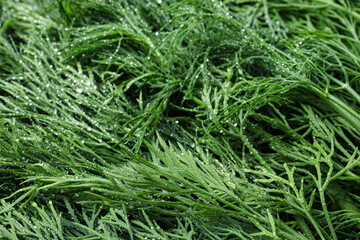 Wet fresh dill as background, closeup view