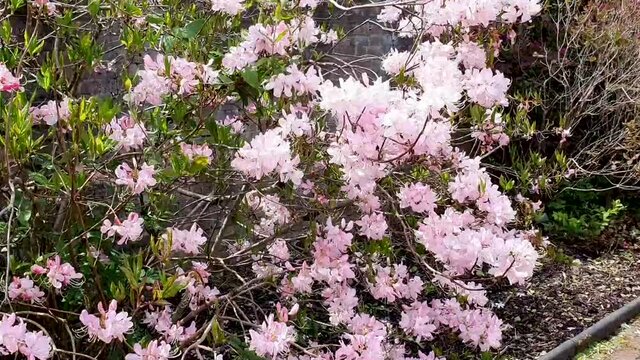 Rhododendron vaseyi a spring flowering shrub plant with a pink springtime flower commonly known as Pinkshell azalea, video footage clip