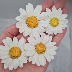 daisies in a bowl