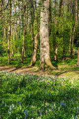 Trees in the spring woods 1117
